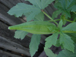 Okra_Growing